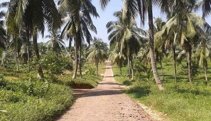 কক্সবাজারের নারকেল: রসের ঝর্ণা ও স্বাদের ঠিকানা 🥥 backViewImage